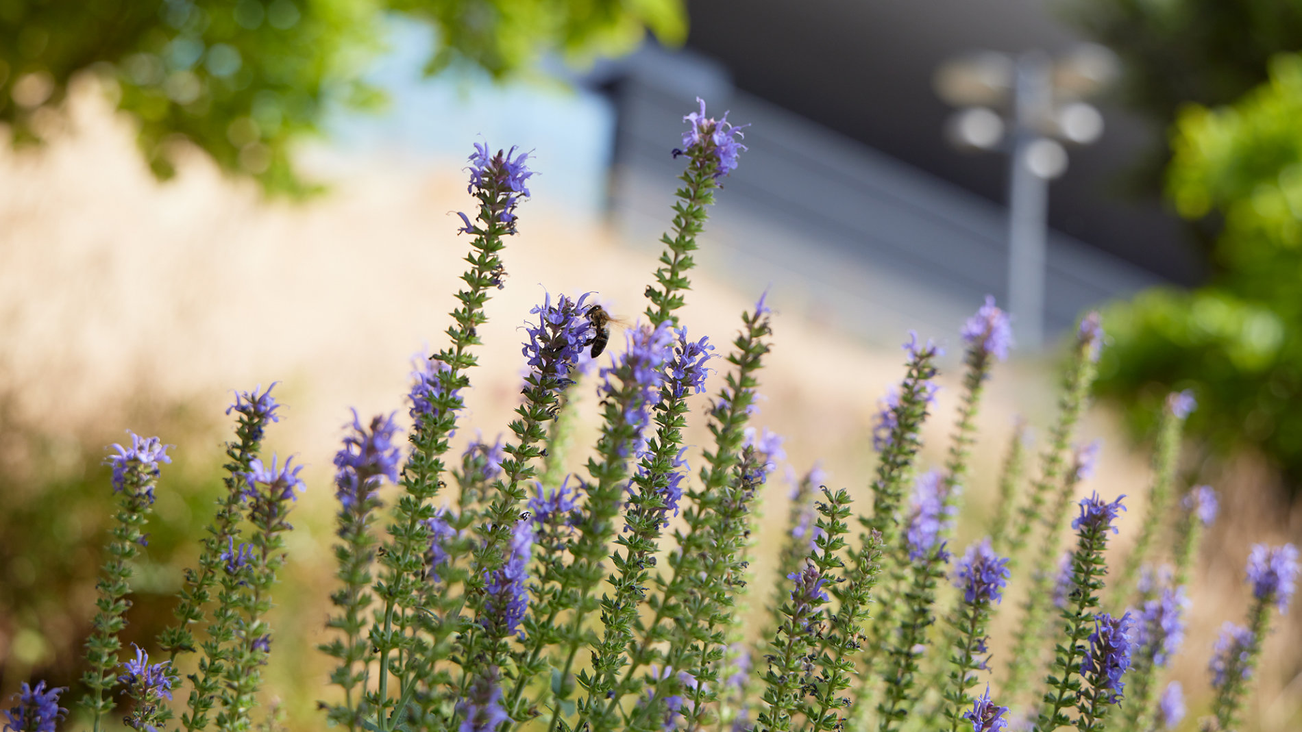 Biene hockt auf Lavendel