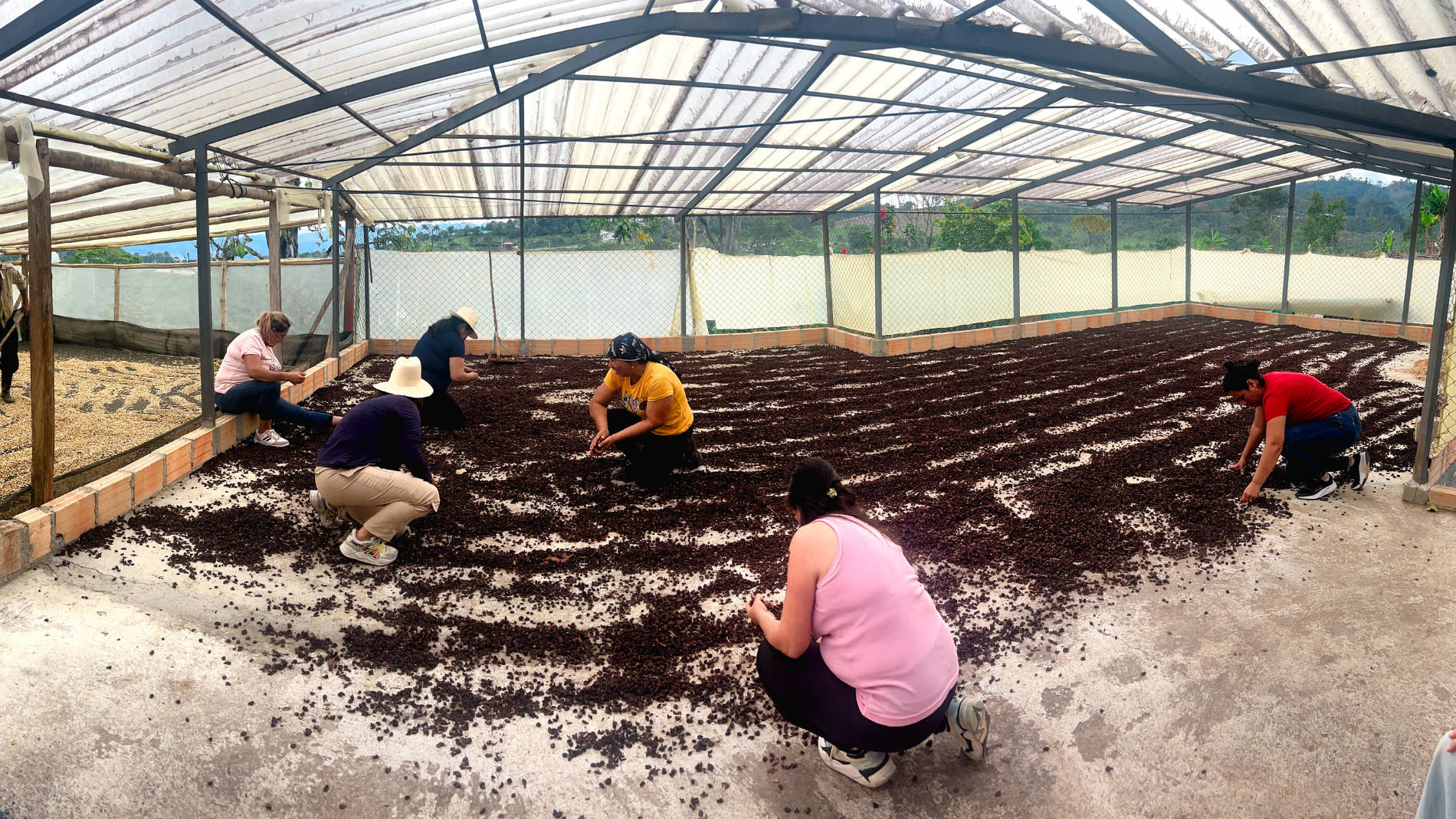 Employees process coffee waste in a greenhouse