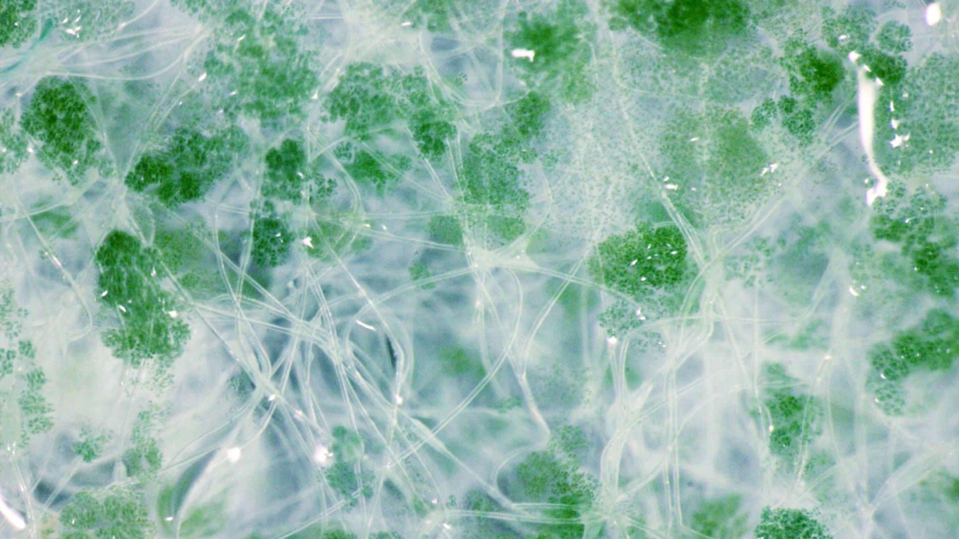 Microbes