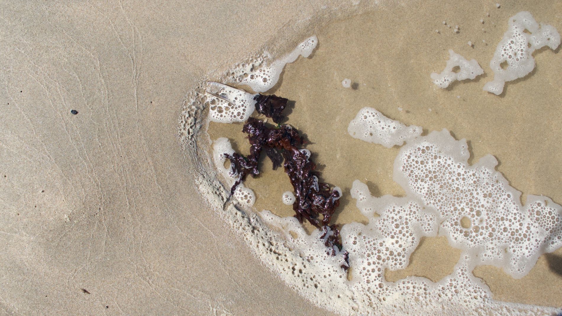 Sea water on the beach with seaweed