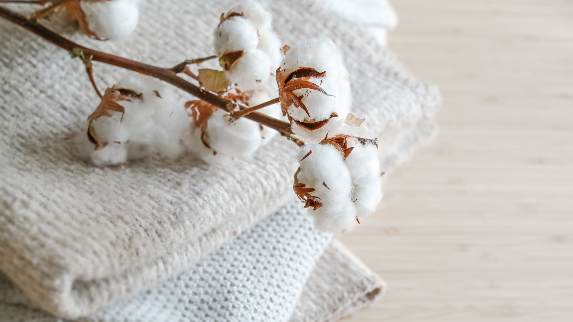 Cotton plant lies on blankets