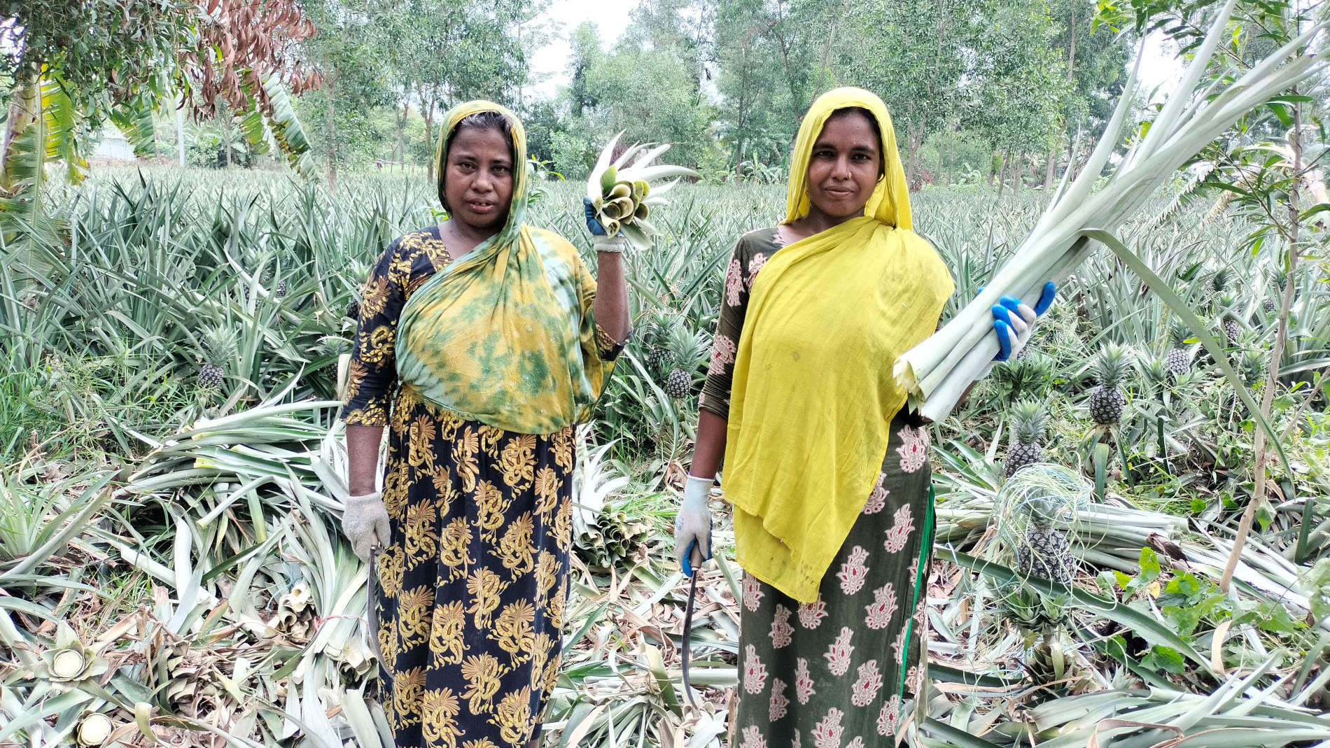 Two women in a pineapple field
