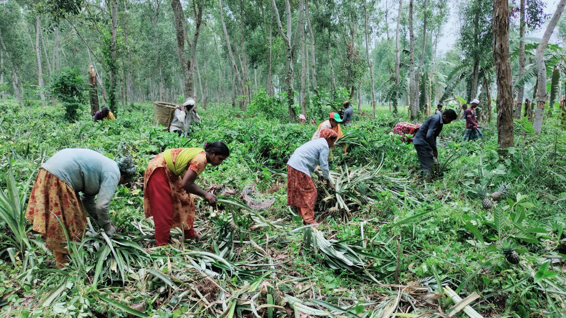 People harvesting pineapples