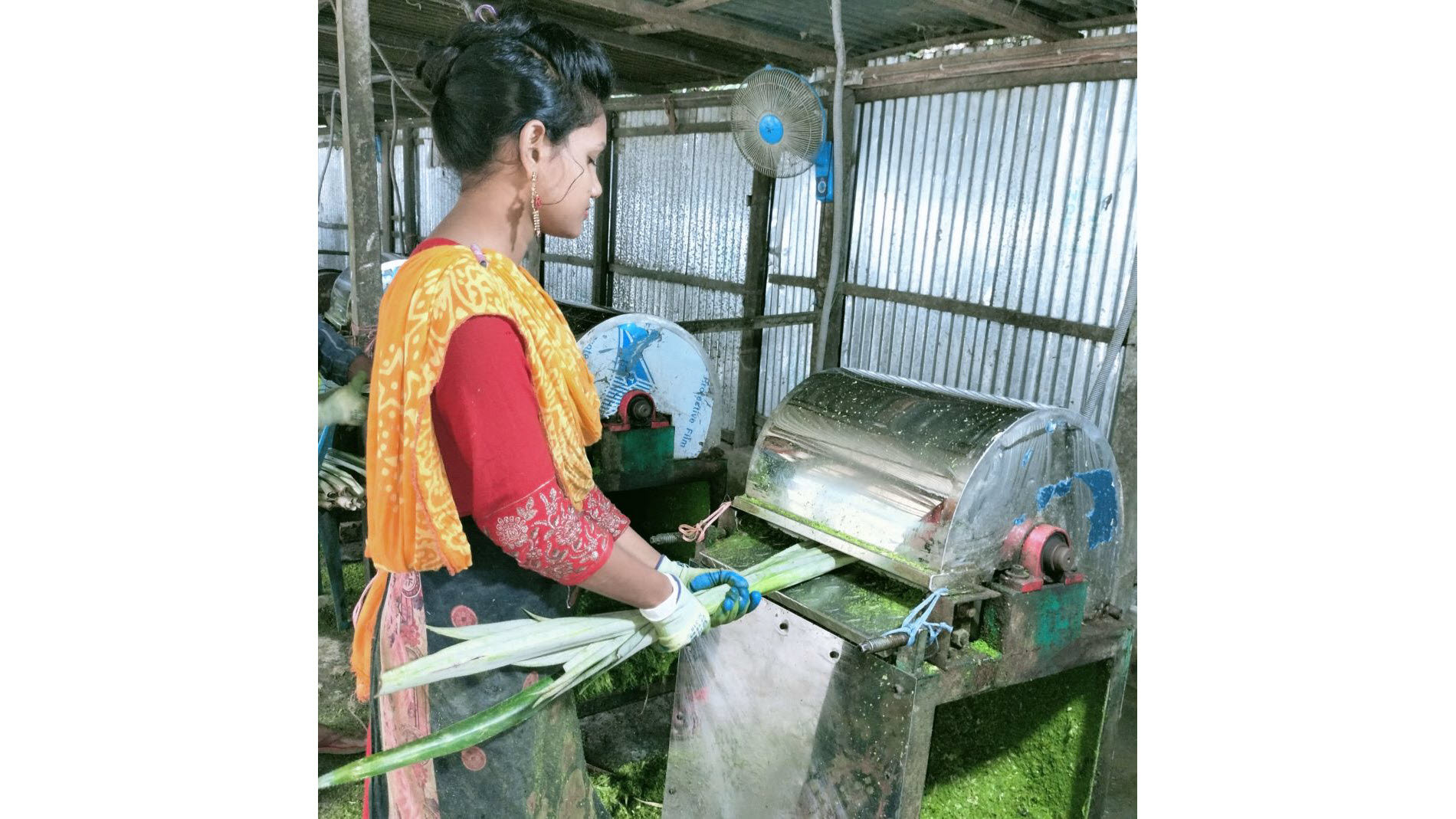 Woman at a machine for processing pineapple fibres