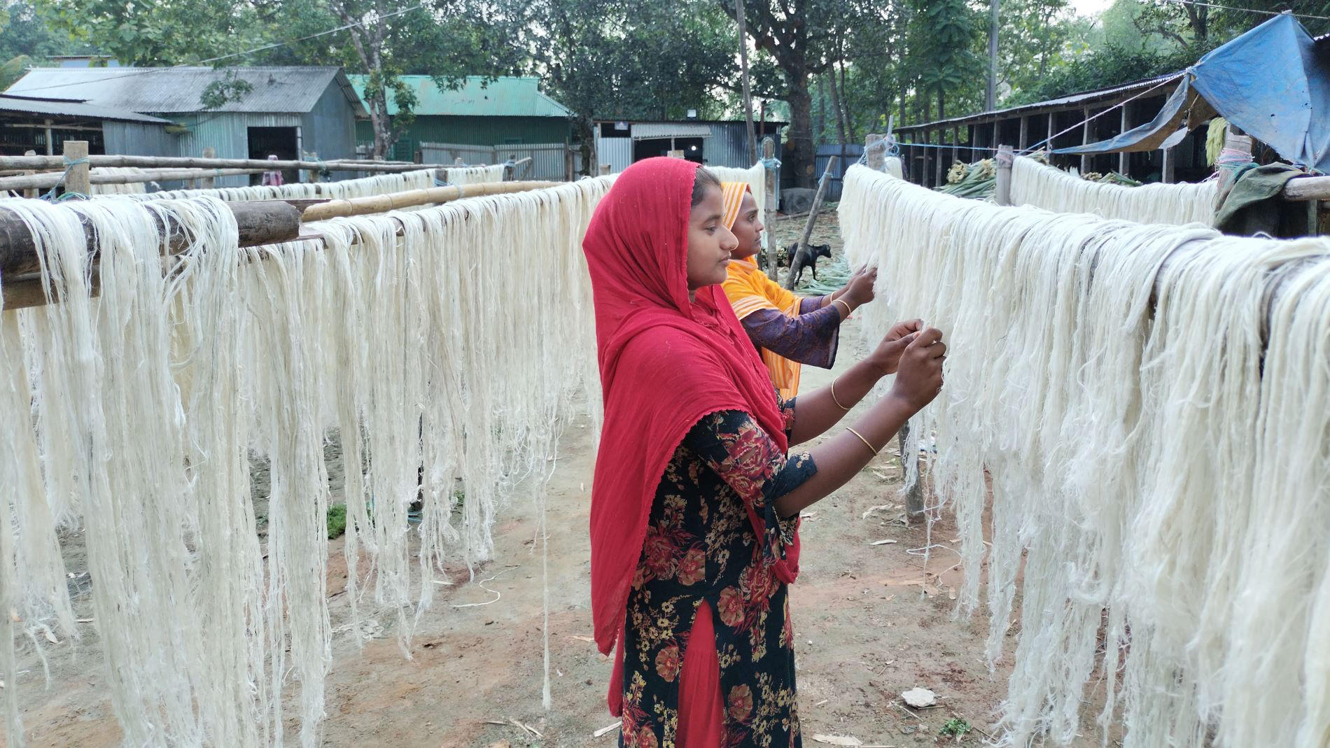 Women drying pineapple fibres on a line
