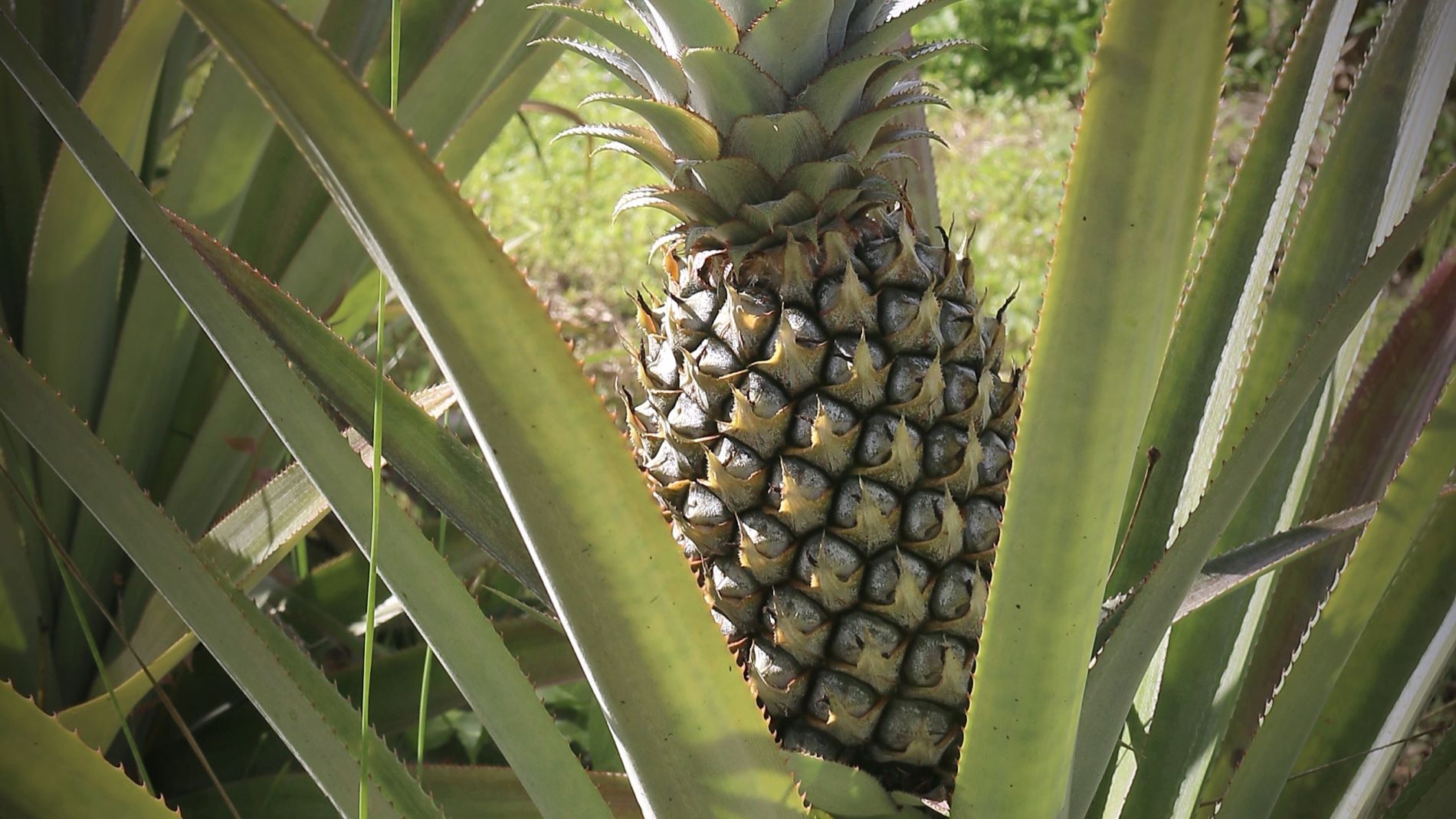 Ananas an einem Strauch
