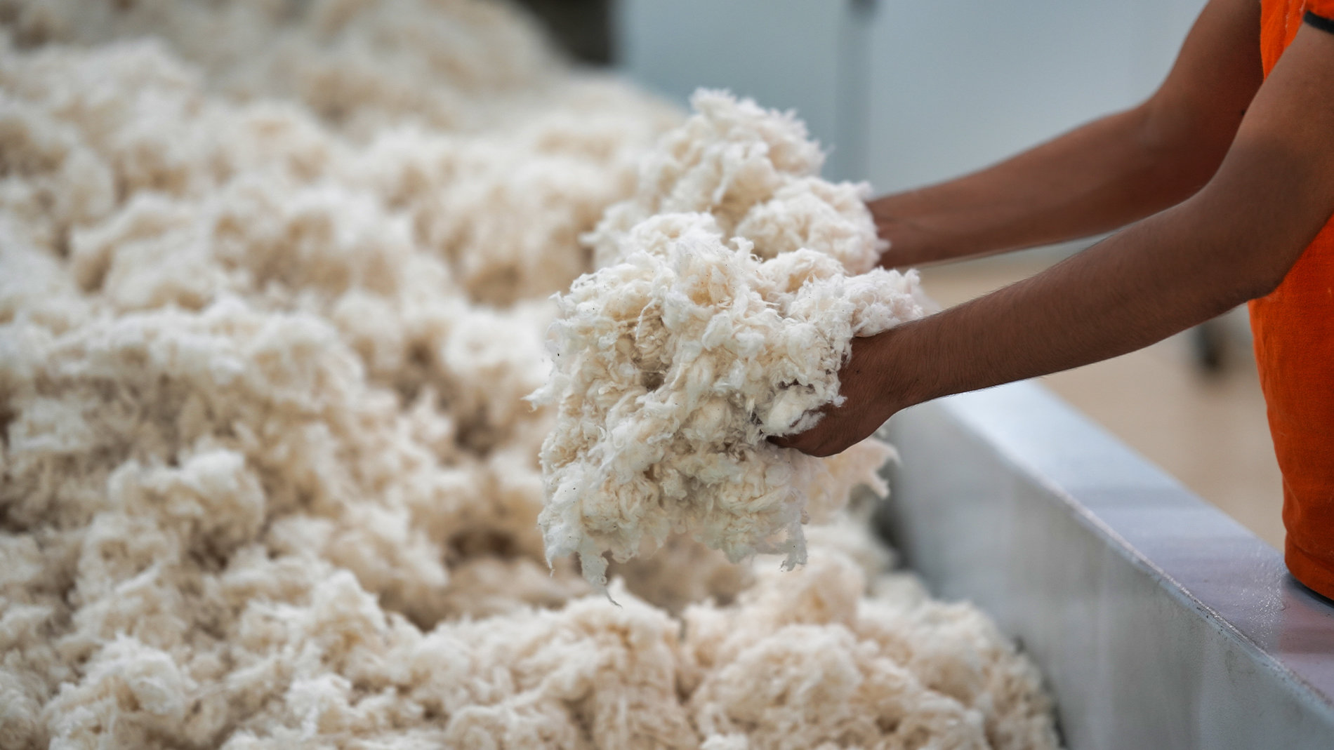 Hände halten frisch geerntete Rohbaumwolle in einer Produktionsstätte